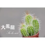 🌵 【大鳳龍】1 吋盆 | Sa La Ma多肉植物| 仙人掌科 |療癒植物