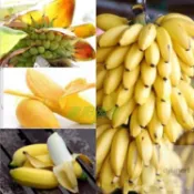 香蕉種子 超多款稀有香蕉種子 四季種植蘋果蕉矮生香蕉樹粉蕉小米蕉皇帝蕉庭院盆栽特色水果種子新手好種