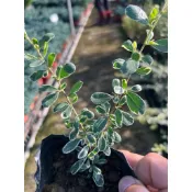 狀元紅 斑葉狀元紅 3吋黑軟盆