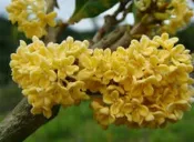 金滿堂(桂花王.武籐桂花王.紅桂花繁育場)