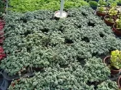 ╭＊田尾玫瑰園＊╯觀葉植物--(雪白蔓)