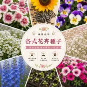 【台灣現貨】花卉種子系列｜向日葵・百日草・波斯菊・矮牽牛｜陽台花園四季播種｜新手友善居家園藝花種植栽培組