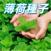 【薄荷種子】香草植物種籽 陽台盆栽室內種植 料理泡茶調味用 高發芽率易成活 適合新手 現貨速發 新手易種植