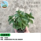 英國薄荷種子 食用香草盆栽 泡茶入菜驅蚊 室內陽台好種 香草植物療癒 春秋播種推薦 廚房花園必備 新手友善易活