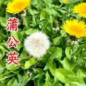 蒲公英種子 抗炎清肝下火 养生茶飲 居家園藝 陽台盆栽 台灣四季栽種 可食用野菜 自採自泡 天然茶花