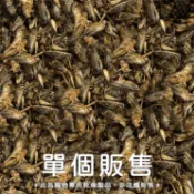 香香毛寶貝🎈 小動物蟋蟀乾 單個販售 刺蝟 倉鼠 寵物鼠 蜜袋鼯 爬蟲類 蜥蜴 鳥類 觀賞魚 兩棲爬蟲點心 乾燥蟲乾