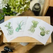 鹿角蕨 簡單清新明信片 (立葉.皇冠.雅猴.何其美) 一組4張