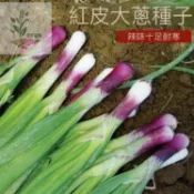 青禾園藝 大蔥種子大全 四季青蔥種子 日蔥九條蔥種子 火蔥北蔥紅蔥頭 耐熱耐寒易種植 家庭陽台菜園盆栽 可連續採收