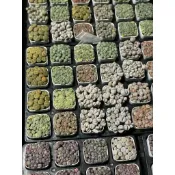 【星辰多肉】一吋彩色石頭玉  出圖7版本  穩根 隨機連盆出
