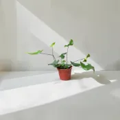 植物空間 心願蕨3寸 陽光植物 桌上綠植 室內植物 蕨類