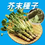 【日本山葵種子】 山葵種子 芥菜籽 台灣有機種子 居家園藝 盆栽種植 自種香料 快速發芽 易種 室內外皆宜 新手易種植