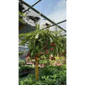 霏霏園藝  花名: 口紅花（超商1個） 特性:花期:秋冬春,懸垂性 適合吊盆、花台窗台美特價240 元