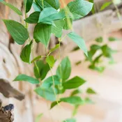 協貿國際日用品生活10館 掬涵 仿真吊籃 垂吊植物 小蘿葉綠蘿 隨意造型 壁掛裝飾常春藤
