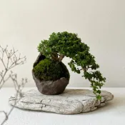 壽娘子小品盆栽｜日式雜木盆景｜懸垂造型｜馬鞍盆｜Ohayo植栽