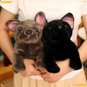 【現貨特惠】卡通仿真鬥牛犬毛絨玩具法鬥沙皮狗玩偶公仔兒童陪伴安撫布偶娃娃小孩子生日禮物