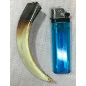 P668 山豬牙墜飾(天然真品)