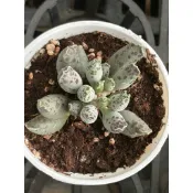 🌸植plant & flower ~ 海豹天章