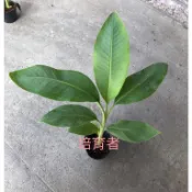 培育者～香蕉苗。玫瑰蕉。皇后蕉。一口蕉。香氣重（芭蕉體系調整售價，購買二顆以上優惠舊原價）