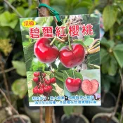 碧璽紅櫻桃苗🟡最新矮化嫁接技術🟡快速產果🟡可盆栽陽台 櫻桃 櫻桃苗 櫻桃樹 樹苗 盆栽 水果苗 矮生盆栽 矮化盆栽