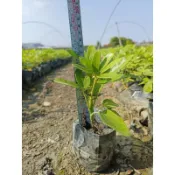 【寬乘職人｜四季常青鵝掌藤】3吋袋苗 🌿