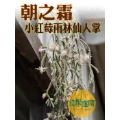 綠果庭院 雨林仙人掌 朝之霜 小紅莓 Rhipsalis pilocarpa 毛果葦  |療癒小物｜辦公室｜陽台