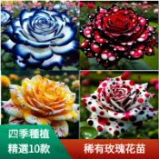 🌹當天出貨【稀有玫瑰花苗】🌹帶葉子發貨 稀有玫瑰花苗 加洛斯曼陀羅 稀有多色 進口品種 濃香型玫瑰花苗 好養活 超優