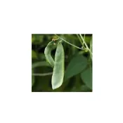 (店+)【蔬菜之家】大包裝E13.皇帝豆萊豆種子200克(萊豆.早產.種皮白色.產量高)
