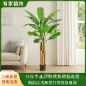 鼎盛貿易行 仿真綠植大型落地芭蕉樹盆栽室內戶外裝飾擺件假植物香蕉樹盆景