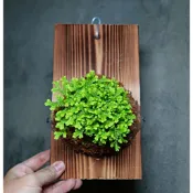 卷柏 上板植物  收到可直接掛牆 上板植物  已上板 (蘭花上板 鹿角蕨上板) 耐陰植物盆栽 蕨類植物