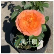 花田里_玫瑰苗--果汁陽台_3.5吋盆