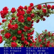 【爬藤蔷薇月季花苗】玫瑰花苗 大花爬藤蔷薇月季花苗 藤本月季花苗 庭院爬藤植物玫瑰花卉