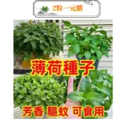 💥💥【超多款薄荷種子】驅蚊薄荷 可食用薄荷種子 四季種植好養易活 繁殖強庭院盆栽 薄荷種子