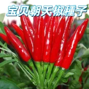 【 宝贝朝天椒種子】小辣椒 家庭盆栽 陽台種植 可食用 高產 耐熱 易種 台灣氣候適用 自種辣椒 辛香料 新鮮種子