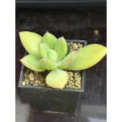 E27 青星美人 熊多肉植物6.20
