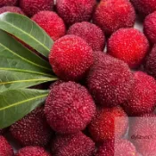 🌱 楊梅 東魁楊梅 50粒  黑炭楊梅 白蒂梅種子 早熟楊梅盆栽地栽高產果樹 四季種植 水果種子
