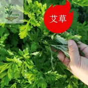 百花園藝 -艾草種子 （艾蒿艾葉蒿子種子）香味濃郁驅蚊野生中草藥種子~高產四季野菜種子~灑下就活庭院盆栽地栽好養