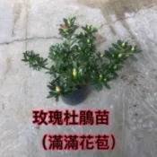 霏霏園藝玫瑰杜鵑苗 (滿滿花苞)  3-4吋盆