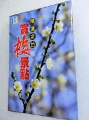 壹週刊 賞梅 賞梅景點 柳家梅園 烏松崙 三智 沙里仙 梅子夢工廠 梅林 松林 鹿鳴 盈家 野人山莊 初鹿 鹿野