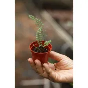 蕨對蘭得-小葉鐵角蕨 蕨類 觀葉植物 雨林植物