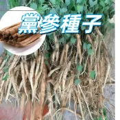 【黨參種子】中藥草種子 補氣養生 家庭盆栽 園藝栽培 高發芽率 新鮮當季 可食用 藥用植物 居家種植  新手易種植