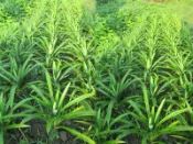 皇毅生物科技 香蘭葉.七葉蘭(每株50元)台灣種植