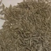 家坤種子專賣店：綠葉羅美生菜種子