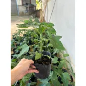 青山苗木園藝～紅妃木瓜3吋$55/棵