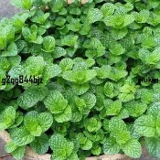 ✨薄荷種子 熱銷8款（100粒 現貨秒發）食用薄荷種籽 四季種植易活種孑室內驅蚊小盆栽貓薄荷種子花種籽子