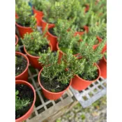 粉紅迷迭香｜5吋盆～香草植物⋯