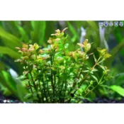 阿馨水草屋。水草造景-南美小圓葉。6株50元水上葉狀態-水草水族造景裝飾專賣店。