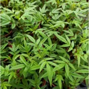 玫森 萬壽菊 七葉蘭 香妃草 3吋盆香草植物