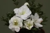 【優勢】日本皋月杜鵑中苗~品種名(雪子)