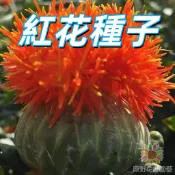 【紅花種子】台灣紅花 中藥材紅花 食用紅花 乾燥花材料 庭院種植 紅花草本植物 耐旱易栽種 紅花籽 新手易種植