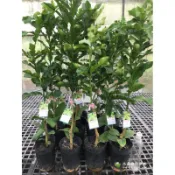 馬蜂橙 勿直接下標 正品嫁接苗 泰國 卡菲爾萊姆葉 樹苗 盆栽 檸檬葉 萊姆葉 箭葉橙 馬峰橙 青檸 馬鋒橙 打拋葉